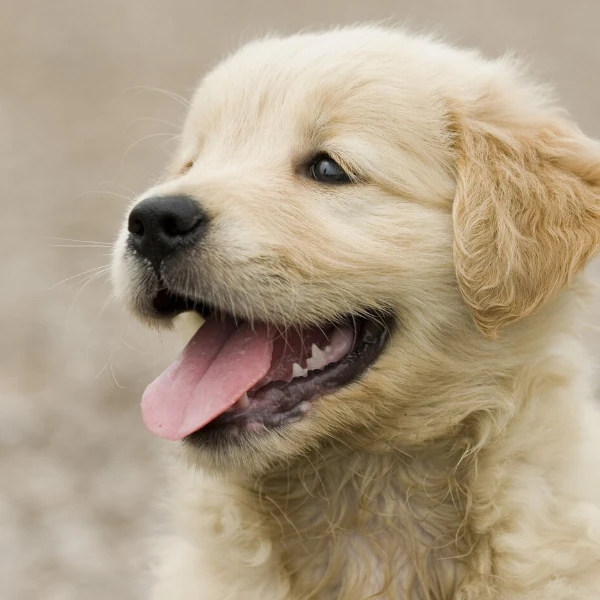 comida para perro bebe